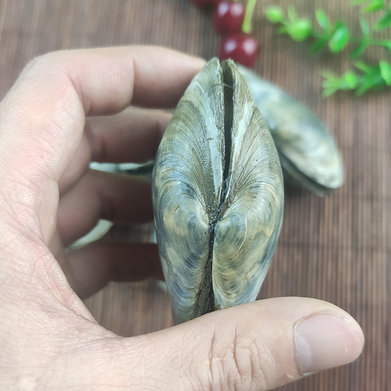 象鼻大连海鲜野生鲜活小象象拔蚌贝类刺身烧烤青口贝