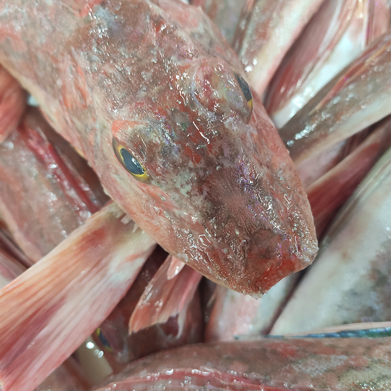 大连农场红头野生海飞鱼鲜活生鲜豆腐红鱼绣鞋巴沙鱼