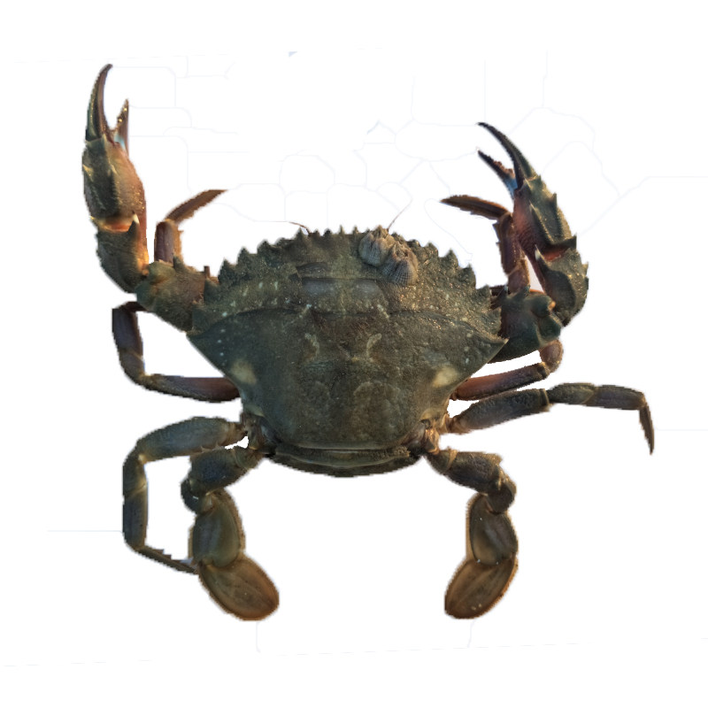 大连连海鲜花盖蟹石鲜活蟹石甲大花蟹海捕海螃蟹青蟹