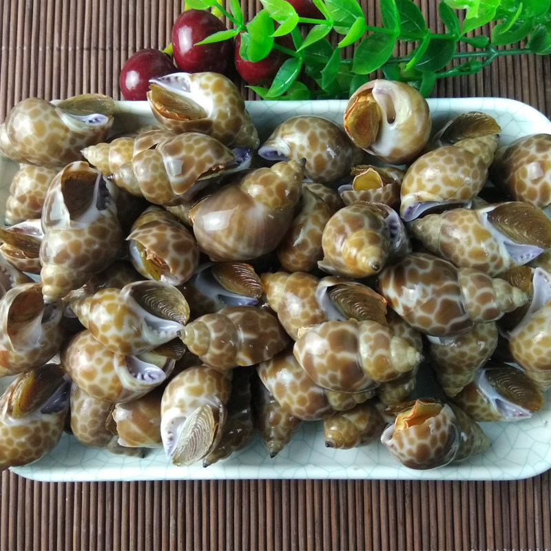 大连海鲜田螺野生扁玉螺海猪螺东风螺香小海螺海螺