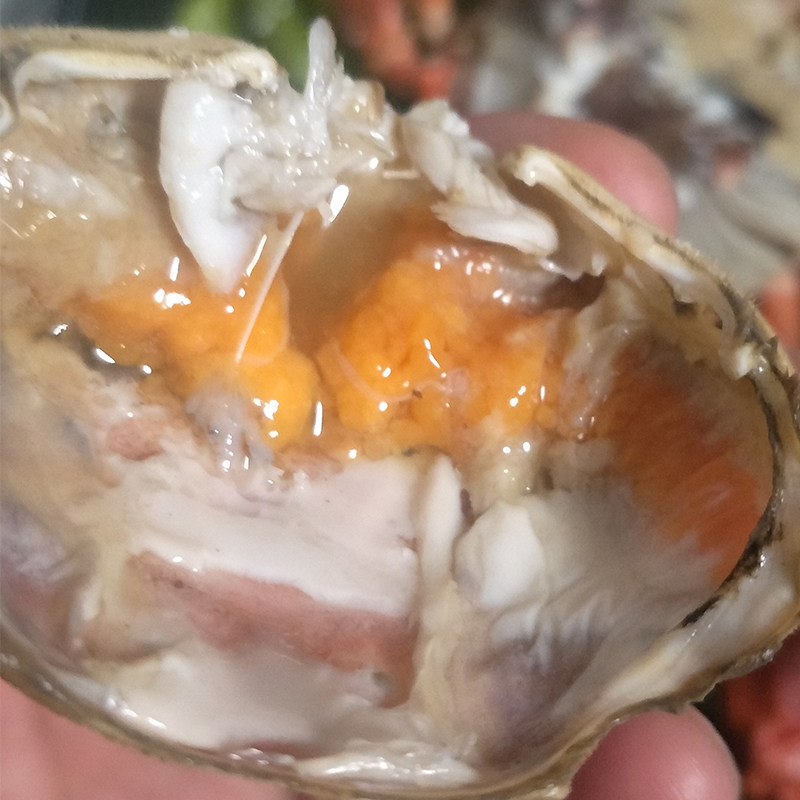 大连连海鲜花盖蟹石鲜活蟹石甲大花蟹海捕海螃蟹青蟹