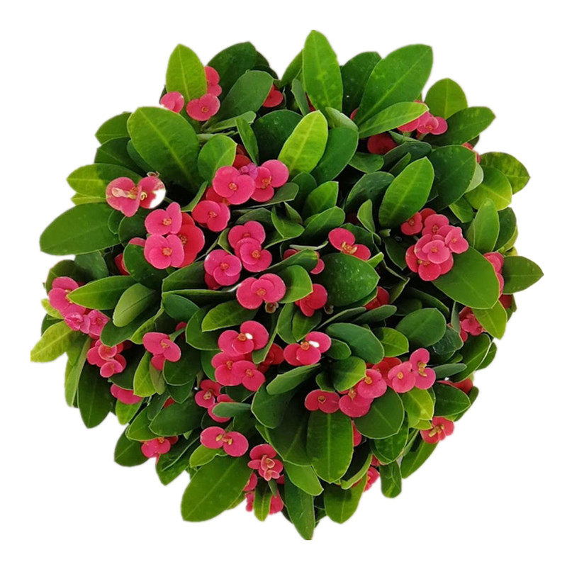 盆栽海棠虎刺梅多色带四季开花不断阳台庭院时令草本花卉