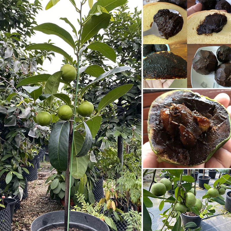 水果四季巧克力布丁水果树树苗新品种庭院种植阳台果树