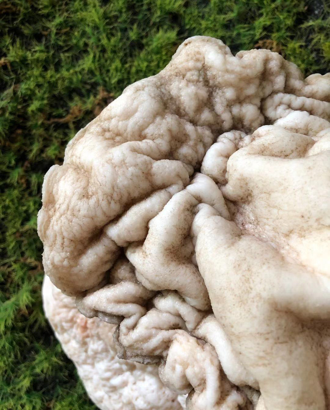 太岁千年精品老肉灵芝活体野生整体6斤漂亮灵芝制品