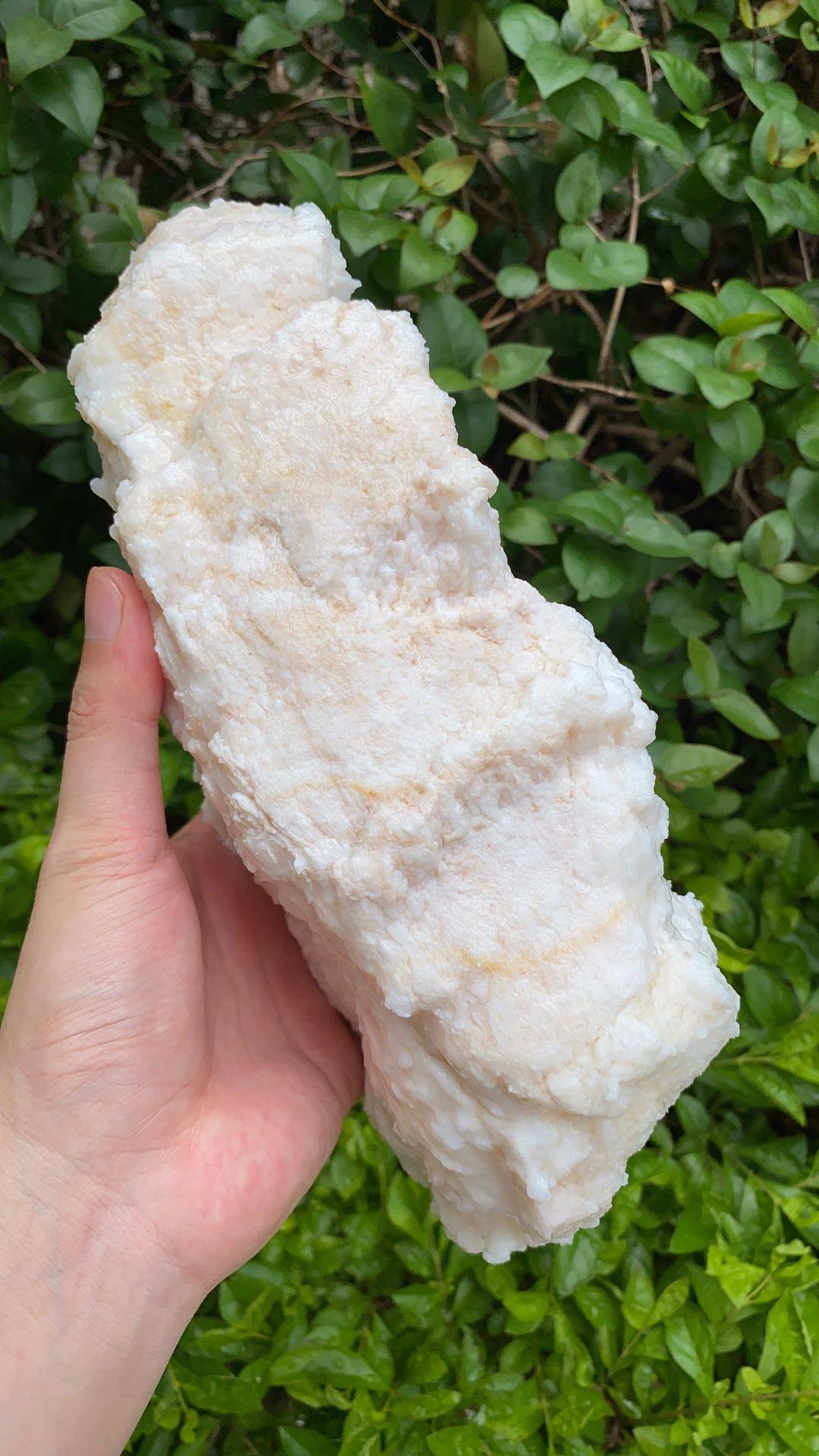 纯天然特级高品质灵芝长白山太岁石太岁溶洞野生纯野灵芝制品