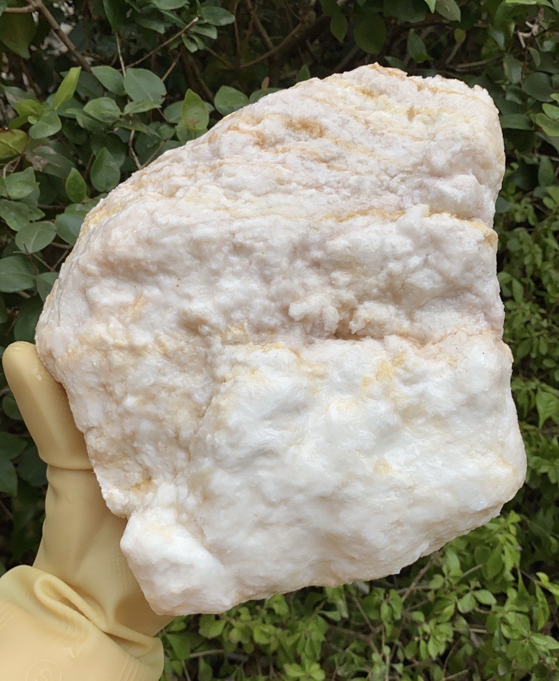 长白山地下溶洞石太岁太岁纯正天然野生36斤金黄色灵芝制品