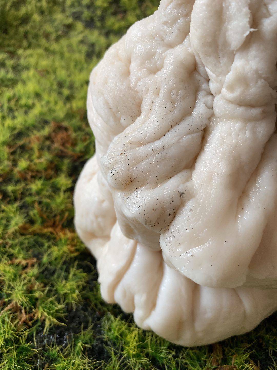 【经典尖头柱状太岁】太岁 肉灵芝 活体 野生整体 3斤 非常难得