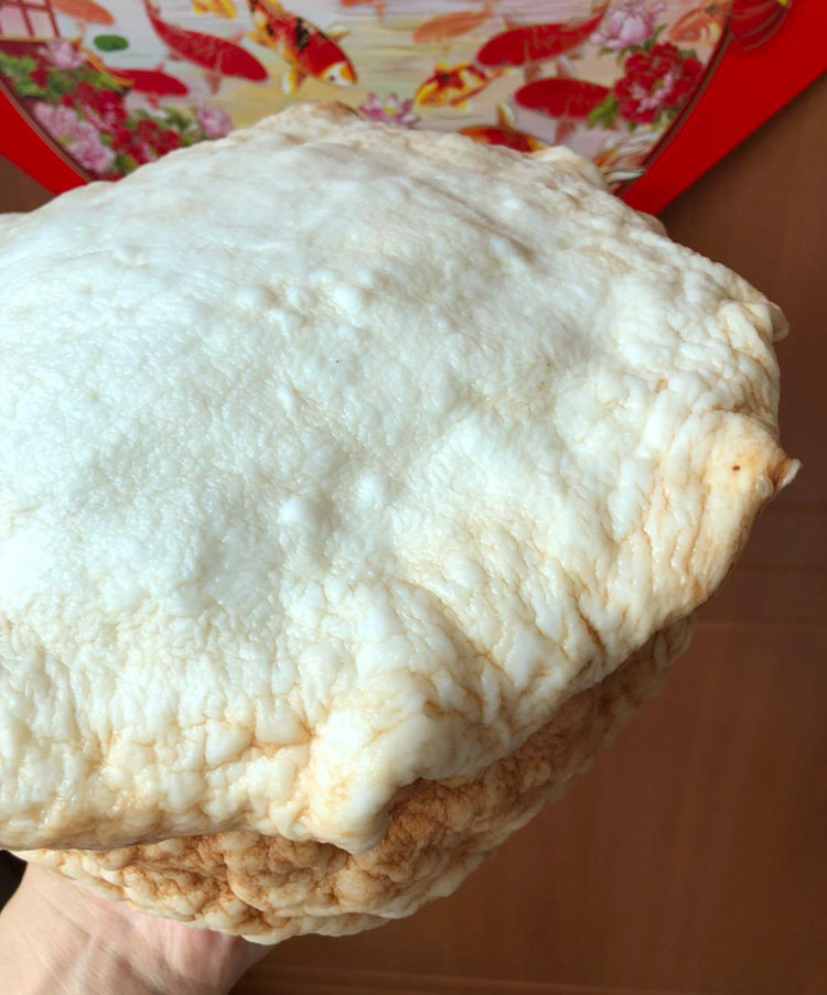 精品长白山太岁灵芝整体活体野生6斤漂亮黄皮灵芝制品