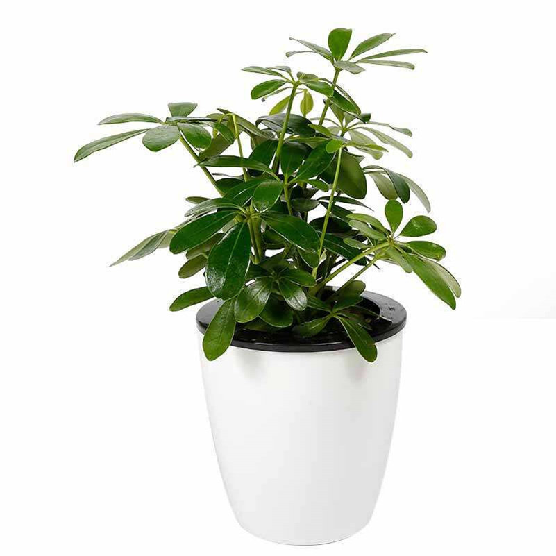 室内鸭掌植物叶植物木观鸭脚木大型八方来花卉盆栽大型绿植