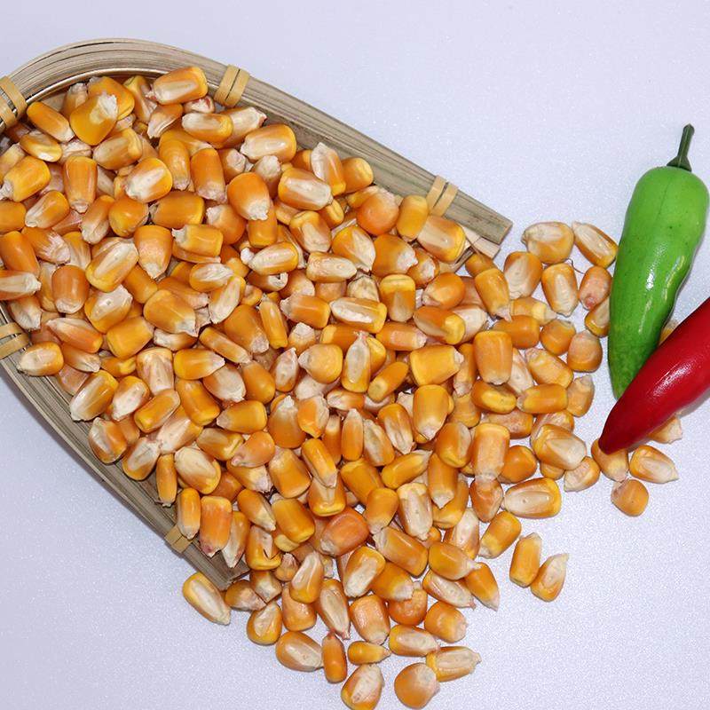 玉米东北农家玉米粒大粒酿酒鸽子杂粮新鲜20斤玉米
