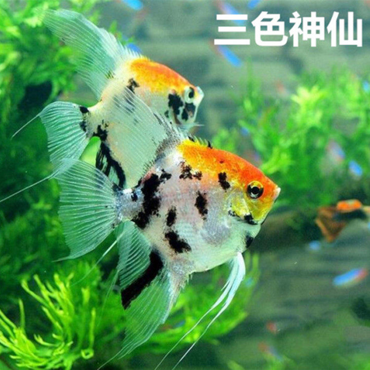 孔雀鱼小型热带鱼小鱼迷你宠物鱼神仙鱼红绿灯鱼苗淡水鱼观赏鱼