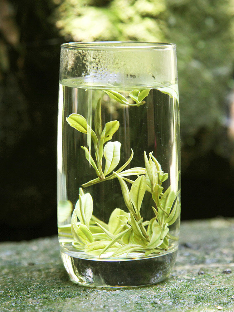 安吉白茶礼盒装特级250g春茶2020新茶正宗绿茶茶叶