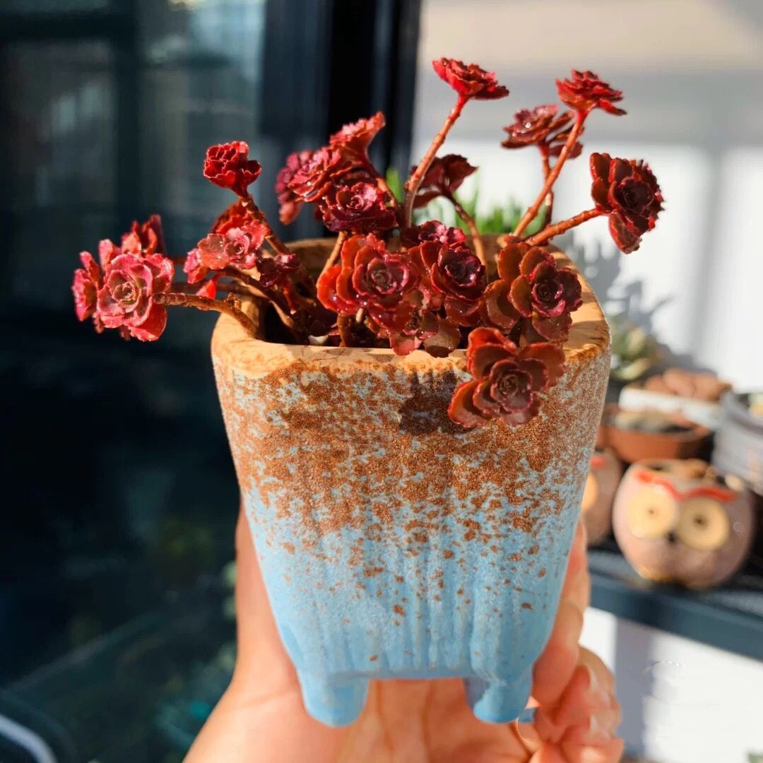 多肉小球玫瑰植物散群老桩盆栽花卉迷你绿植多肉植物