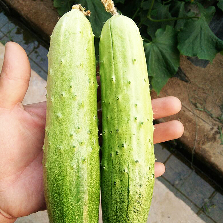 黄瓜无架地种子爬满满地春秋种植旱黄瓜籽水果仿真绿植