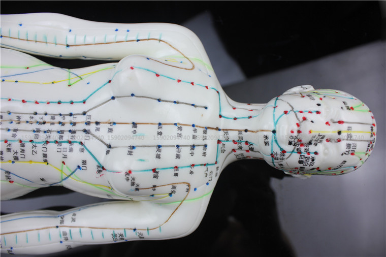 模型新城人体经络穴位针灸艾灸教学小人全身其他模型玩具
