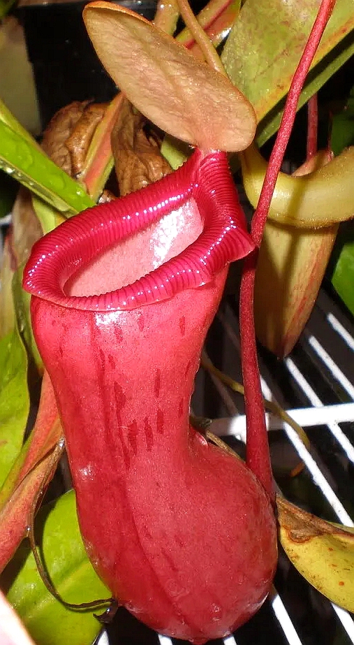 葫芦猪笼草食虫植物漂亮亮可爱的笼子稀有ventricosa绿植