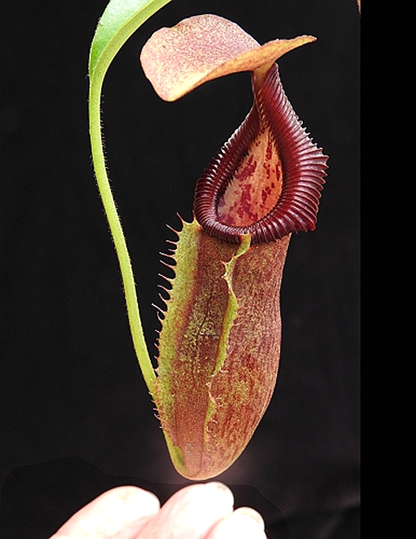 新欣佳浪山斑豹爱德华猪笼草singalanaburbedward绿植