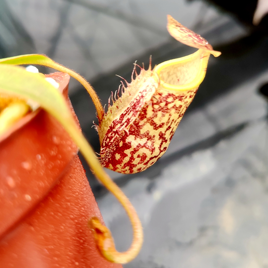 陈氏猪笼草食虫植物低地高地品种非常可爱漂亮的笼子