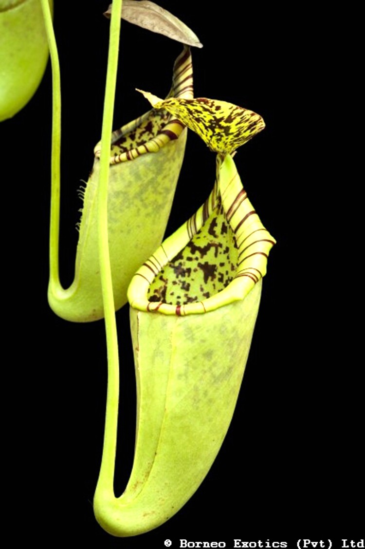 斑豹风铃猪笼草食虫植物低地高地品种非常可爱绿植