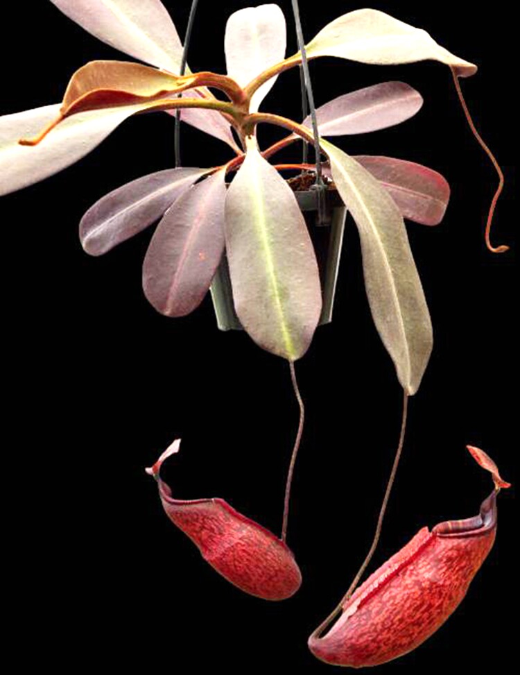 盾叶猪笼草食虫植物低地高地品种非常可爱漂亮食虫植物