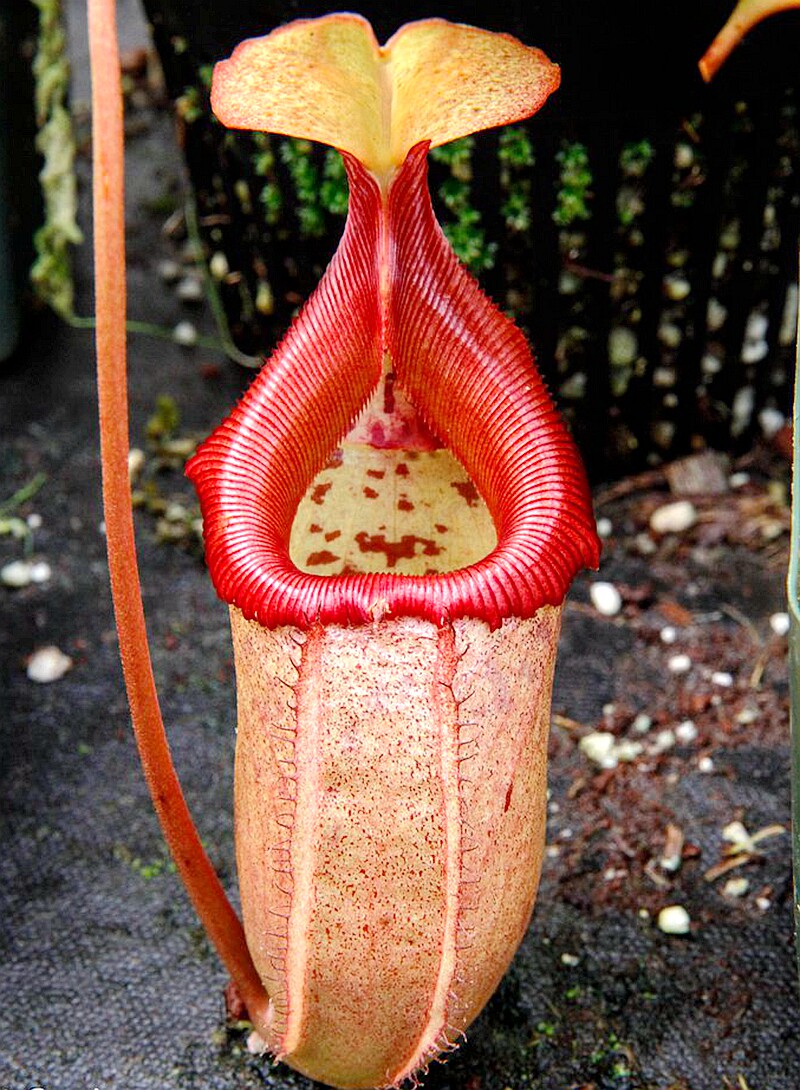 辛布亚交黑宝猪笼草食虫植物可爱爱萌sibuyanensisrobcantleyi绿植