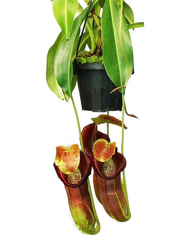 匙叶新欣佳浪山猪笼草食虫植物漂亮可爱spathulatasingalana绿植