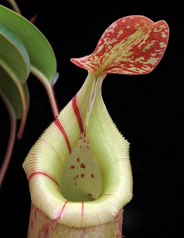 葫芦辛布维奇猪笼草ventricosasibuyanensisveitchii绿植