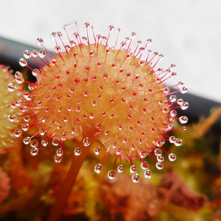 负子爱心茅膏droseraprolifera食虫植物捕蚊草捕虫草绿植