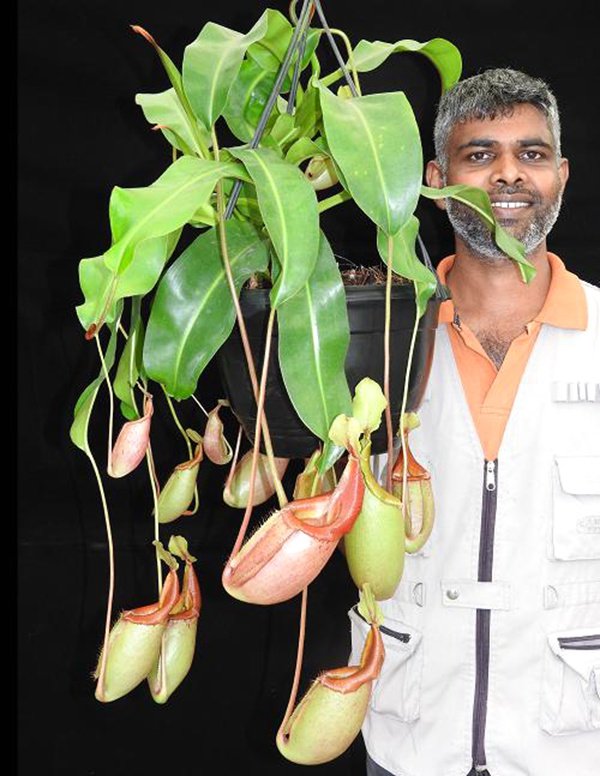 维奇惊奇猪笼草食虫植物漂亮亮可爱的笼子稀有食虫植物