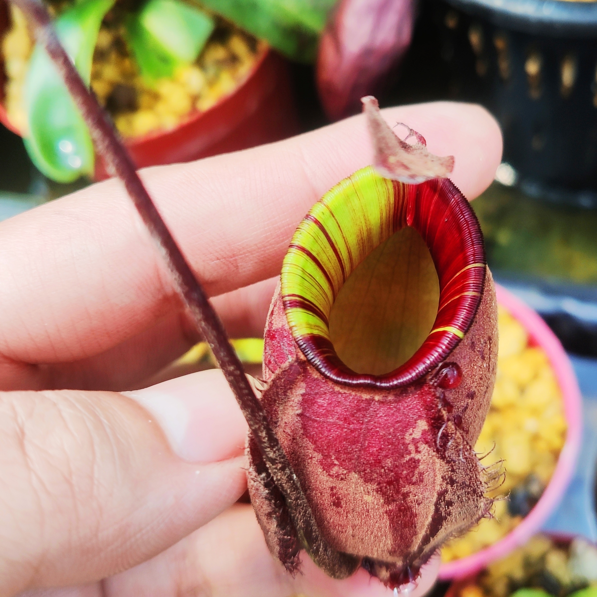 盆栽食虫植物维京海盗交黑苹果猪笼草低地品种非常可爱漂亮的笼子