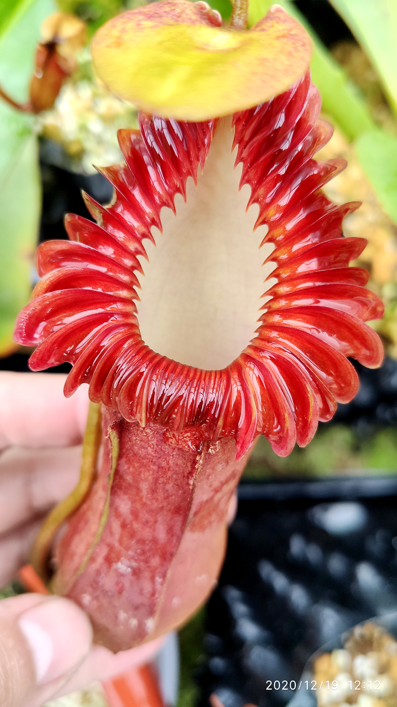 爱德华猪笼草食虫植物低地高地品种非常漂亮笼子稀有edwardsiana