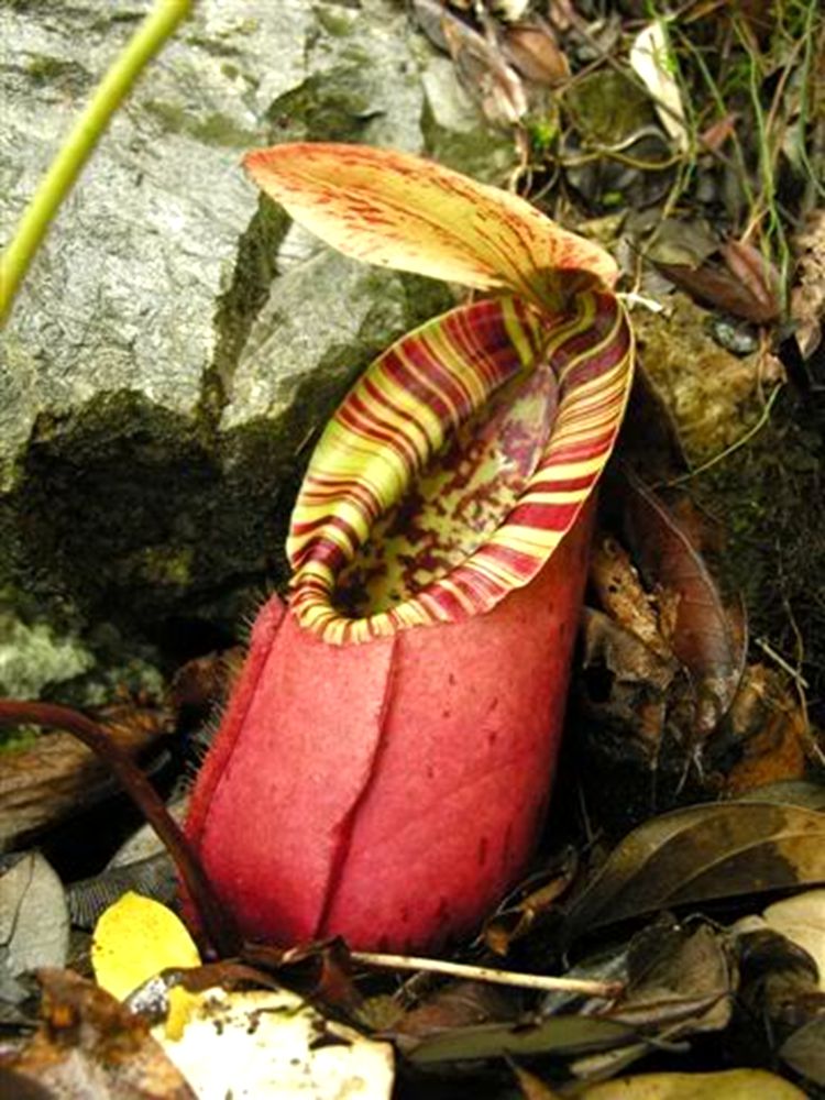 诺斯猪笼草食虫植物低地高地品种非常可爱漂亮绿植