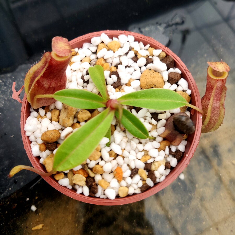 匙叶疑惑猪笼草食虫植物低地高地品种非常可爱绿植