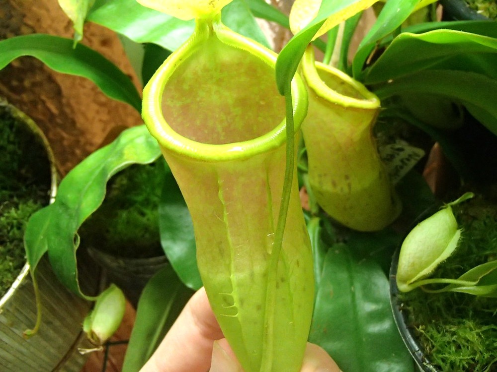 美林风铃猪笼草食虫植物低地高地品种非常可爱绿植