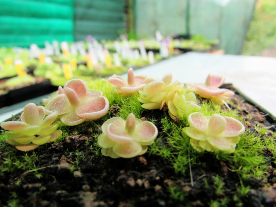 米拉多捕虫堇多肉食食虫植物食人花捕蝇草驱蚊绿植