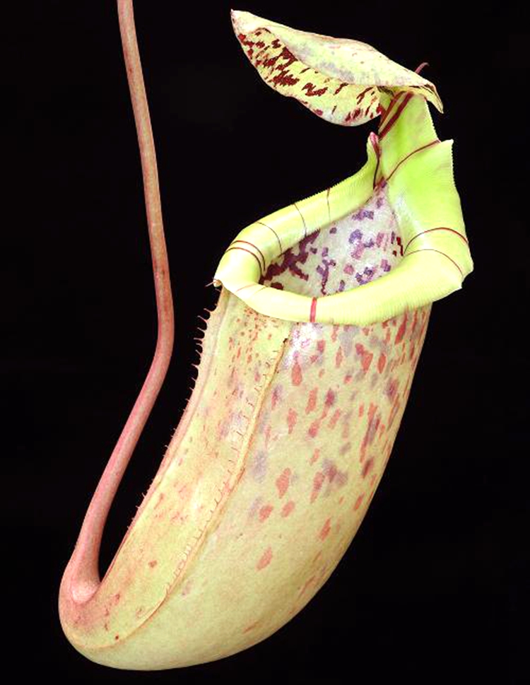 斑豹交辛布亚猪笼草食虫植物非常可爱burbidgeaesibuyanensis绿植