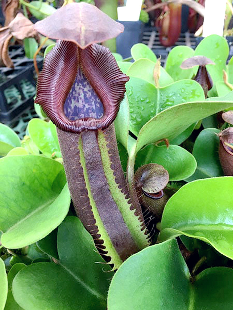 宝特矮胖云雾猪笼草梦幻交种truncatasquatnebularum绿植