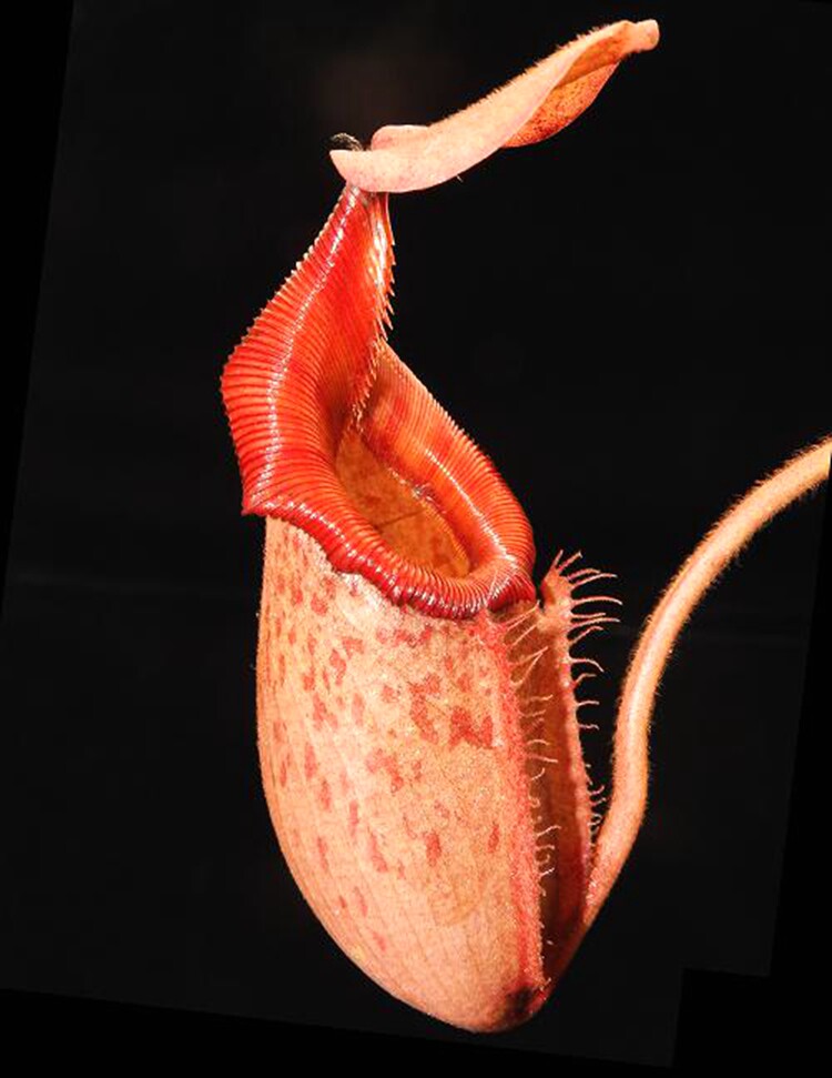 马来王交维奇猪笼草食虫植物低地高地品种非常绿植