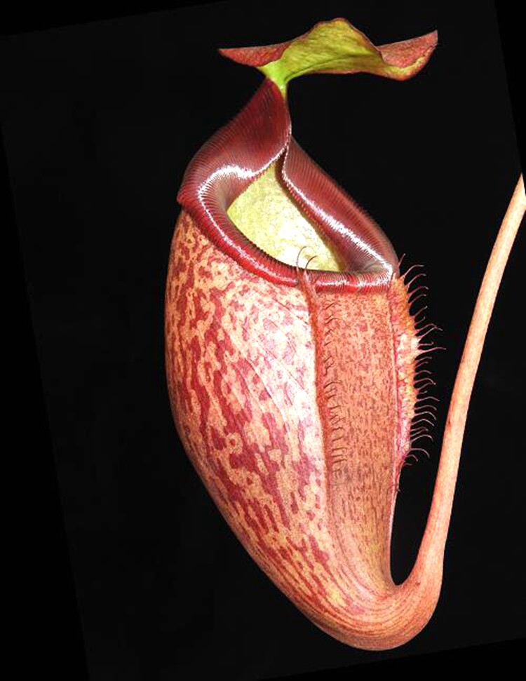 美林巧克力猪笼草食虫植物低地高地品种非常可爱绿植