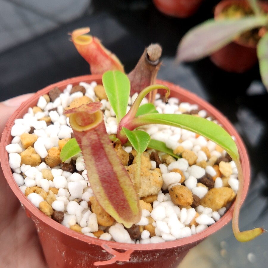 匙叶疑惑猪笼草食虫植物低地高地品种非常可爱绿植