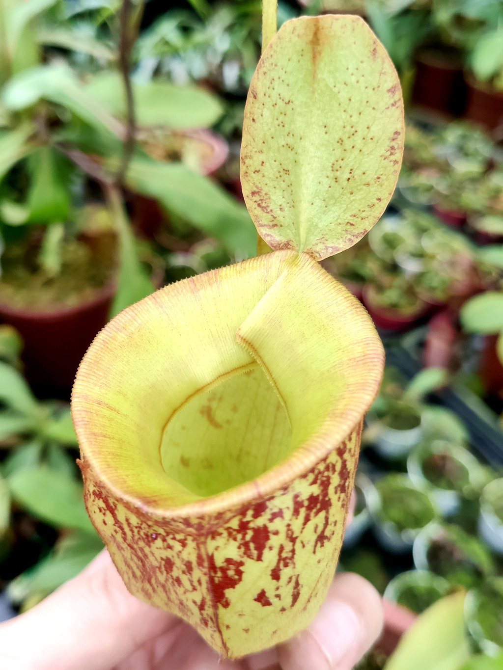 维京海盗苹果king猪笼草食虫植物低地品种非常绿植