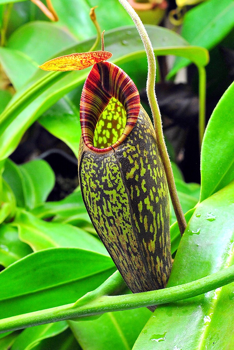 显目交马兜铃猪笼草食虫植物spectabilisaristolochioides低地绿植