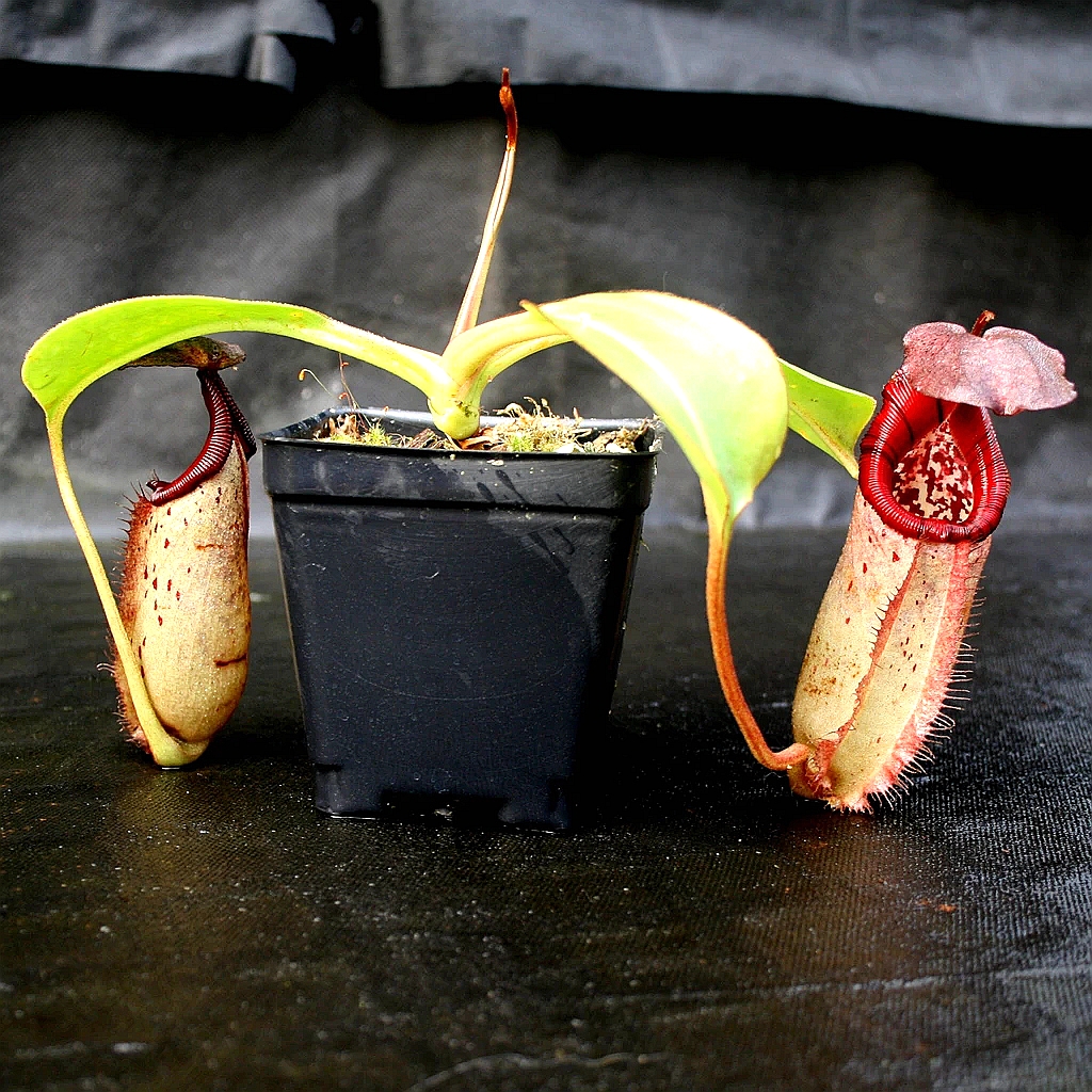 斑豹黑宝猪笼草食虫植物漂亮笼子burbidgeaerobcantleyi绿植