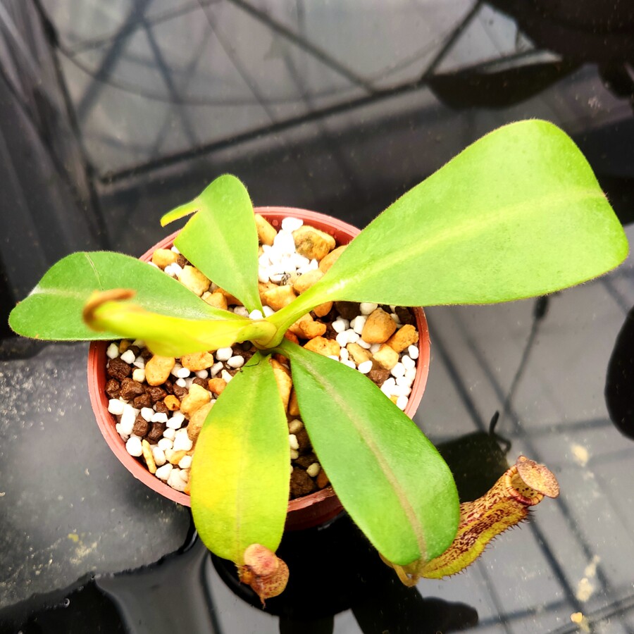 有柄交佛猪笼草食虫植物低地高地品种非常可爱绿植