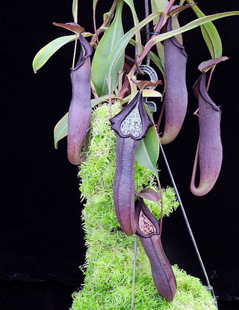 大猪岔刺猪笼草食虫植物巨大暗黑笼子稀有maxima绿植