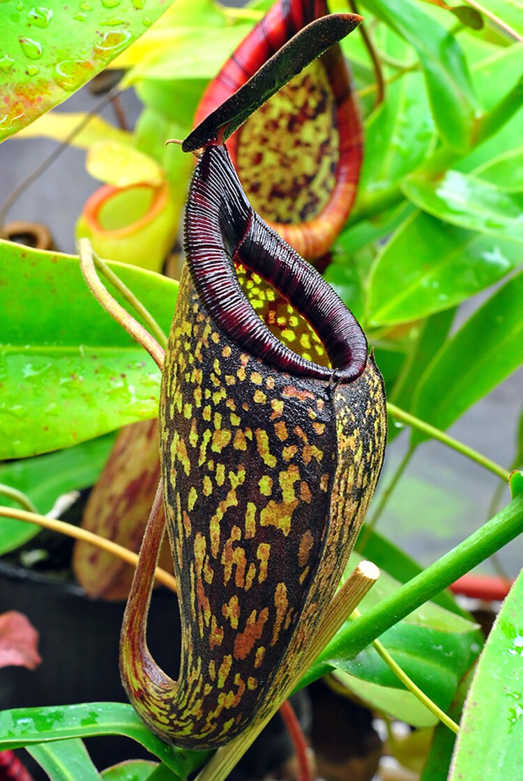 显目交马兜铃猪笼草食虫植物spectabilisaristolochioides低地绿植