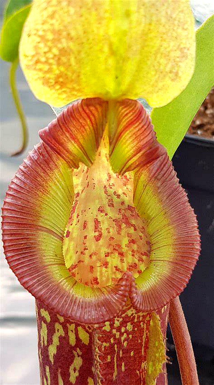 大猪tm猪笼草食虫植物低地高地品种非常可爱绿植