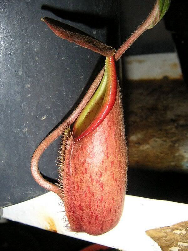 裸瓶猪笼草食虫植物漂亮亮可爱的笼子稀有原种食虫植物