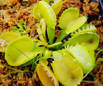 盆栽食虫植物海神神捕蝇草triton食虫植物
