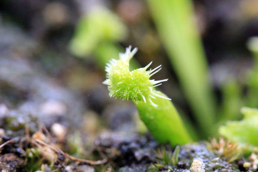 捕蝇pompom绒球食虫植物高端绿植